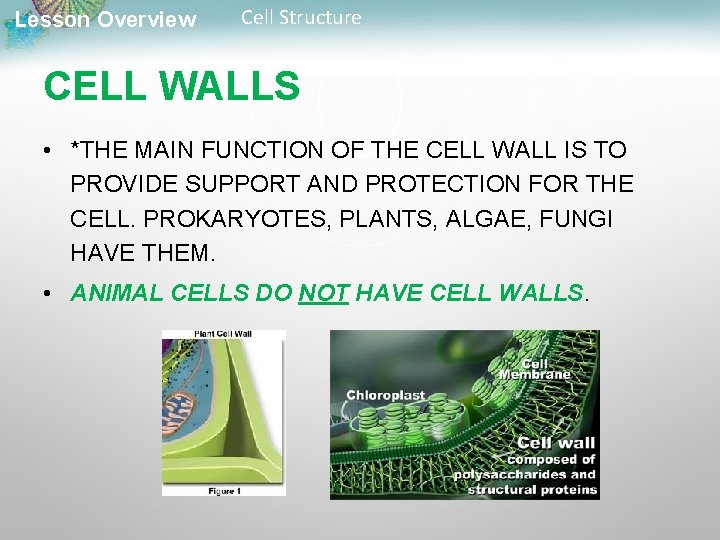 Lesson Overview Cell Structure CELL WALLS • *THE MAIN FUNCTION OF THE CELL WALL