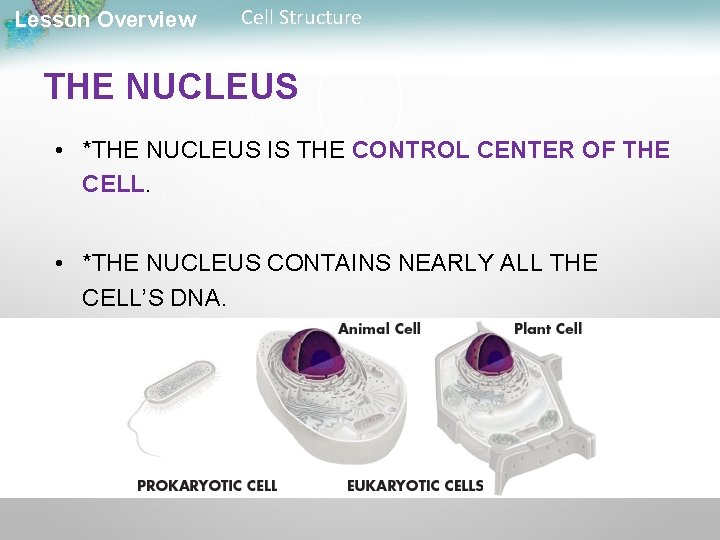Lesson Overview Cell Structure THE NUCLEUS • *THE NUCLEUS IS THE CONTROL CENTER OF
