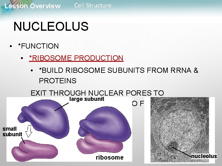 Lesson Overview Cell Structure NUCLEOLUS • *FUNCTION • *RIBOSOME PRODUCTION • *BUILD RIBOSOME SUBUNITS