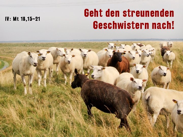 IV: Mt 18 , 15 – 21 Geht den streunenden Geschwistern nach! 