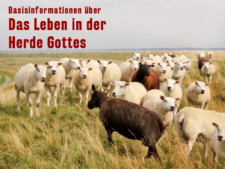 Basisinformationen über Das Leben in der Herde Gottes 
