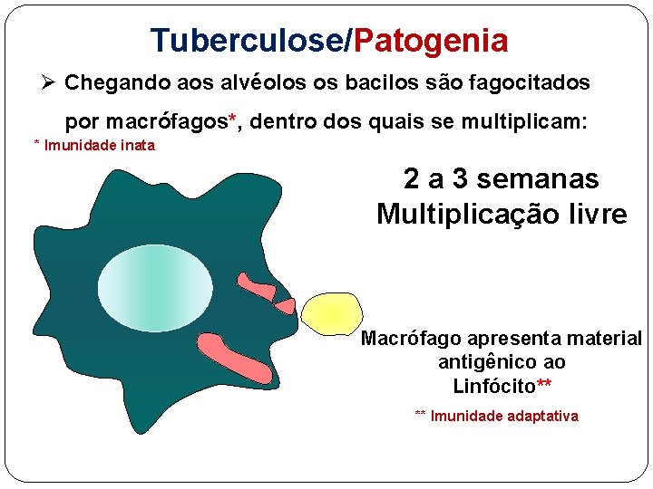 Tuberculose/Patogenia Ø Chegando aos alvéolos os bacilos são fagocitados por macrófagos*, dentro dos quais