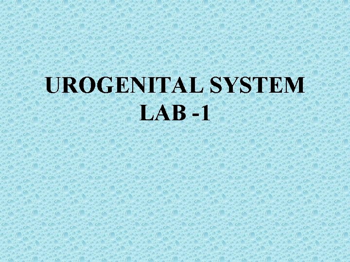 UROGENITAL SYSTEM LAB -1 