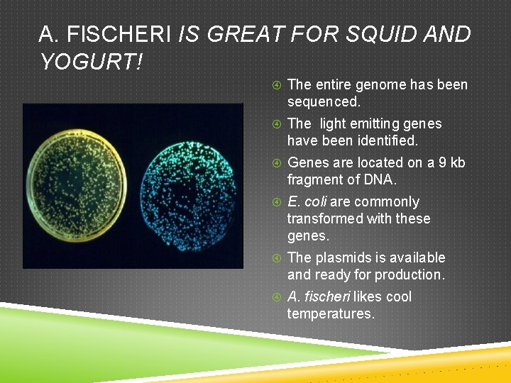 A. FISCHERI IS GREAT FOR SQUID AND YOGURT! The entire genome has been sequenced.