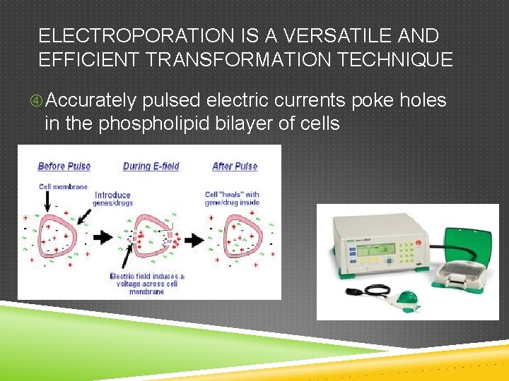 ELECTROPORATION IS A VERSATILE AND EFFICIENT TRANSFORMATION TECHNIQUE Accurately pulsed electric currents poke holes