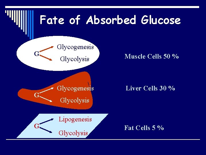 Fate of Absorbed Glucose G Glycogenesis Glycolysis Muscle Cells 50 % Glycogenesis Liver Cells