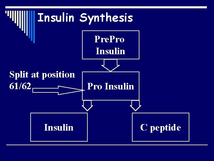 Insulin Synthesis Pre. Pro Insulin Split at position 61/62 Insulin Pro Insulin C peptide
