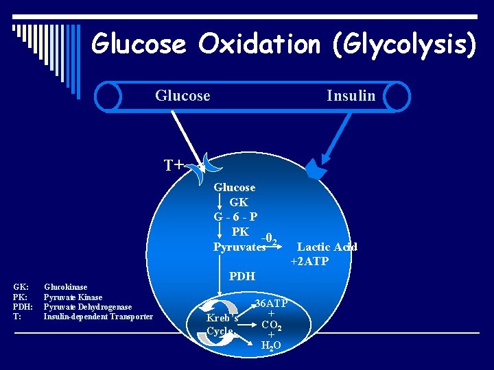 Glucose Oxidation (Glycolysis) Glucose Insulin T+ Glucose GK G-6 -P PK -0 Pyruvates 2