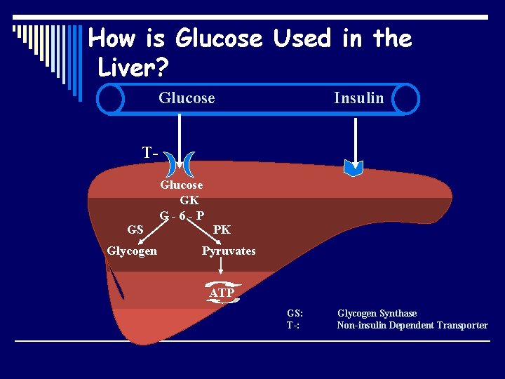 How is Glucose Used in the Liver? Glucose Insulin TGlucose GK G-6 -P GS