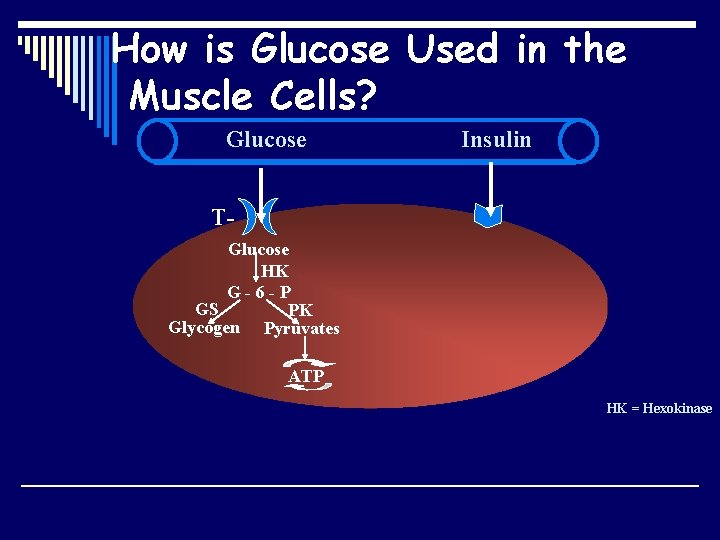 How is Glucose Used in the Muscle Cells? Glucose Insulin TGlucose HK G-6 -P