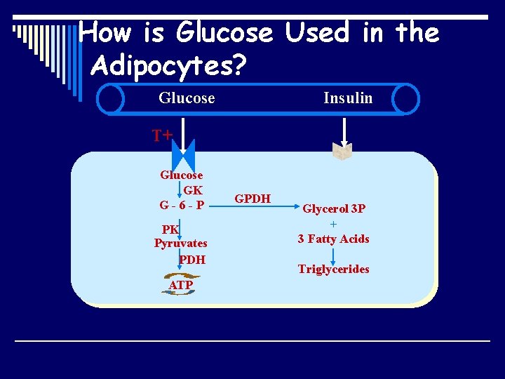 How is Glucose Used in the Adipocytes? Glucose Insulin T+ Glucose GK G-6 -P