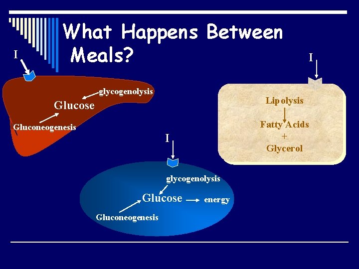 I What Happens Between Meals? glycogenolysis Lipolysis Glucose Gluconeogenesis Fatty Acids + Glycerol I