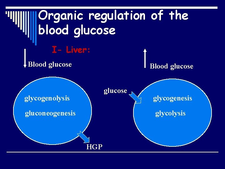 Organic regulation of the blood glucose I- Liver: Blood glucose glycogenolysis gluconeogenesis glycolysis HGP
