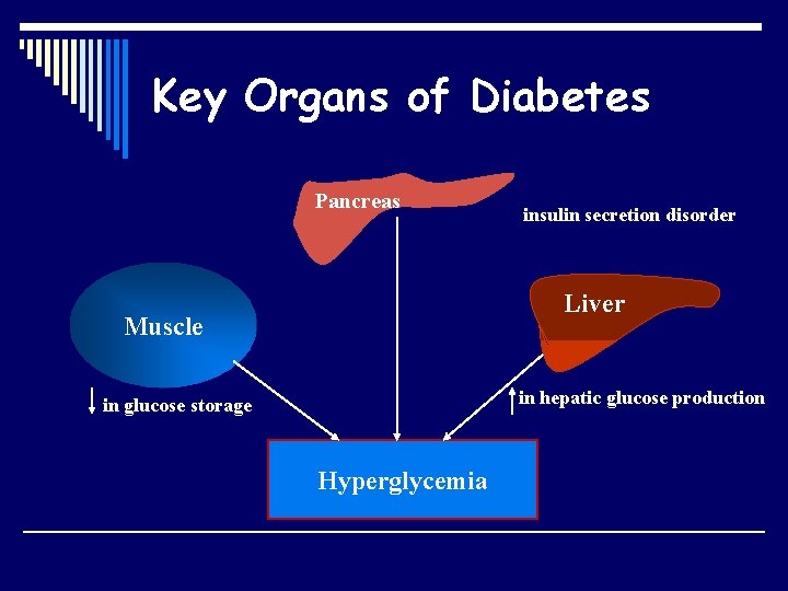 Key Organs of Diabetes Pancreas insulin secretion disorder Liver Muscle in hepatic glucose production