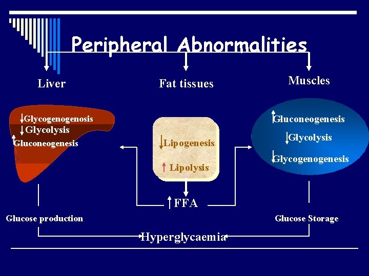 Peripheral Abnormalities Liver Fat tissues Gluconeogenesis Glycogenosis Glycolysis Gluconeogenesis Muscles Lipogenesis Lipolysis Glycogenesis FFA