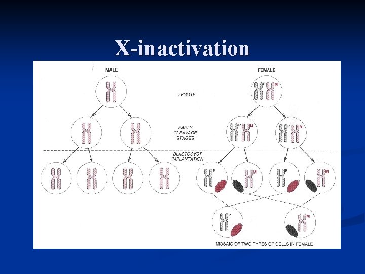 X-inactivation 