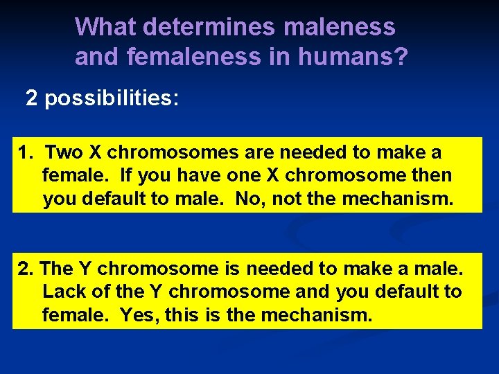 What determines maleness and femaleness in humans? 2 possibilities: 1. Two X chromosomes are