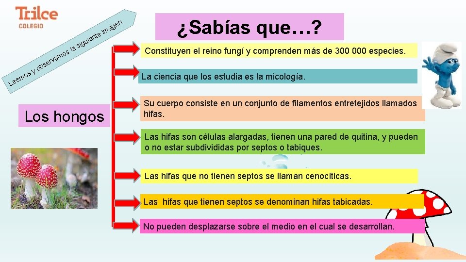 te ien en i g ma ¿Sabías que…? u e Le s mo y