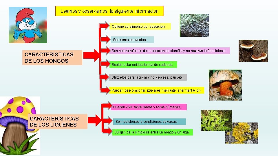Leemos y observamos la siguiente información Obtiene su alimento por absorción. Son seres eucariotas.