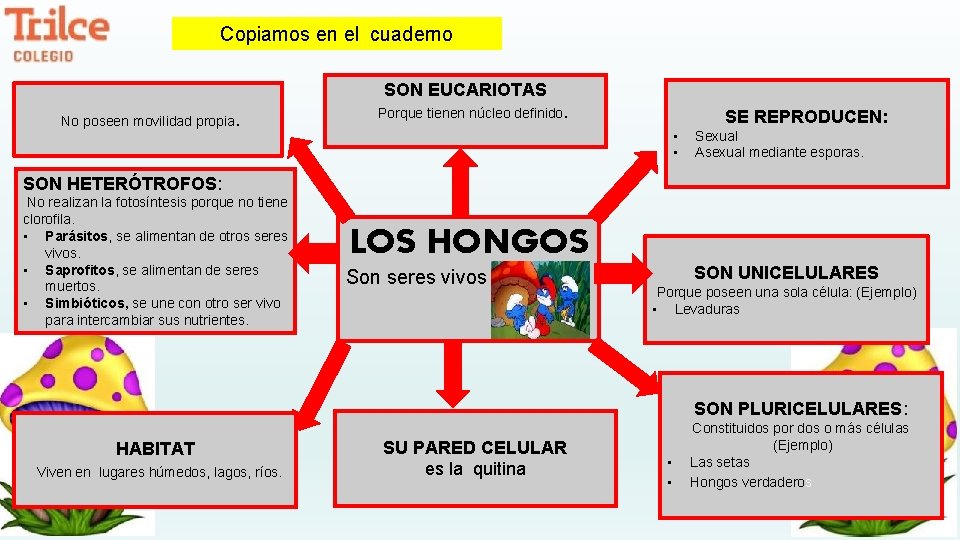 Copiamos en el cuaderno SON EUCARIOTAS No poseen movilidad propia. Porque tienen núcleo definido.