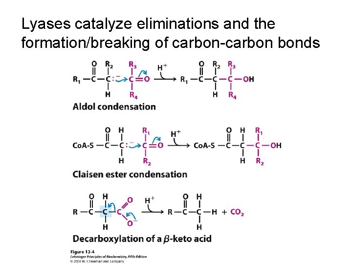 Lyases catalyze eliminations and the formation/breaking of carbon-carbon bonds 