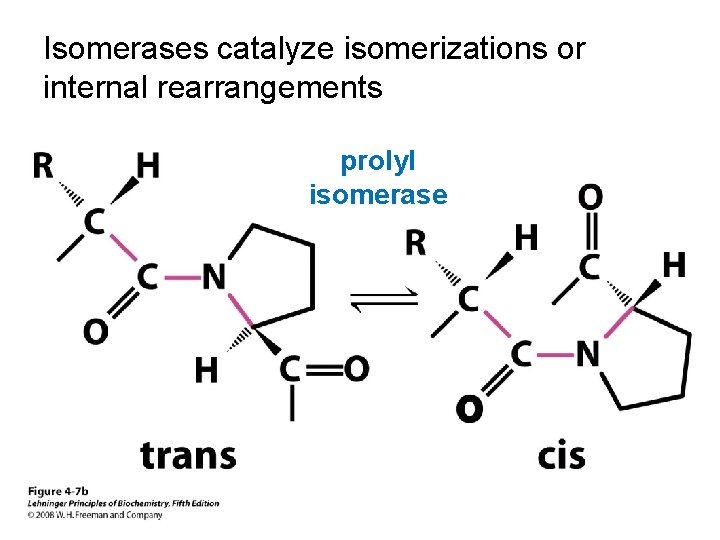 Isomerases catalyze isomerizations or internal rearrangements prolyl isomerase 