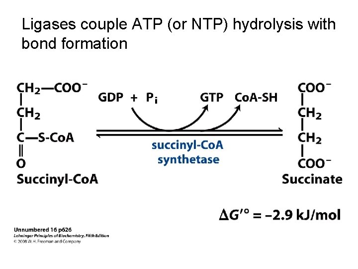 Ligases couple ATP (or NTP) hydrolysis with bond formation 
