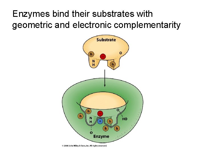 Enzymes bind their substrates with geometric and electronic complementarity 
