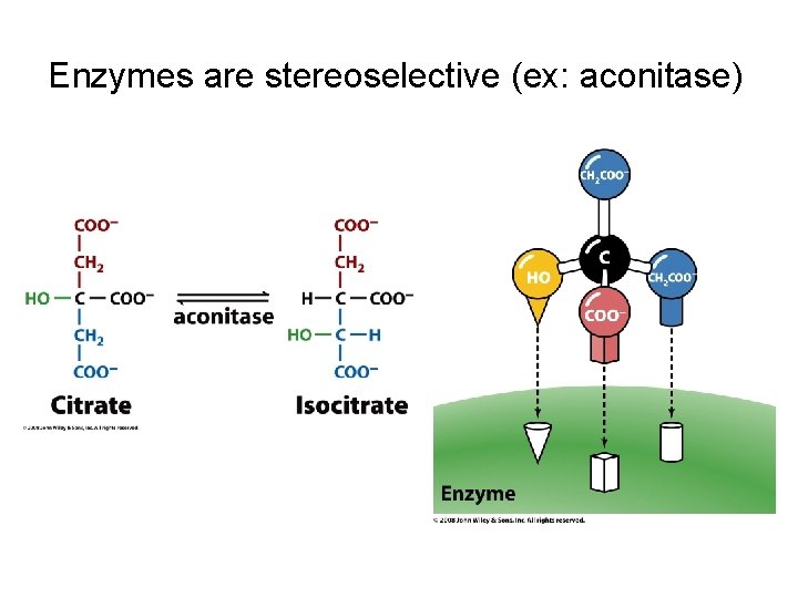 Enzymes are stereoselective (ex: aconitase) 
