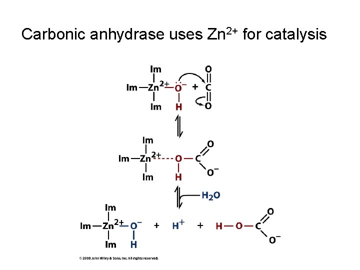 Carbonic anhydrase uses Zn 2+ for catalysis 