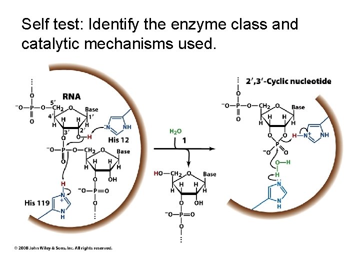 Self test: Identify the enzyme class and catalytic mechanisms used. 