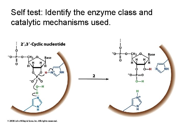 Self test: Identify the enzyme class and catalytic mechanisms used. 