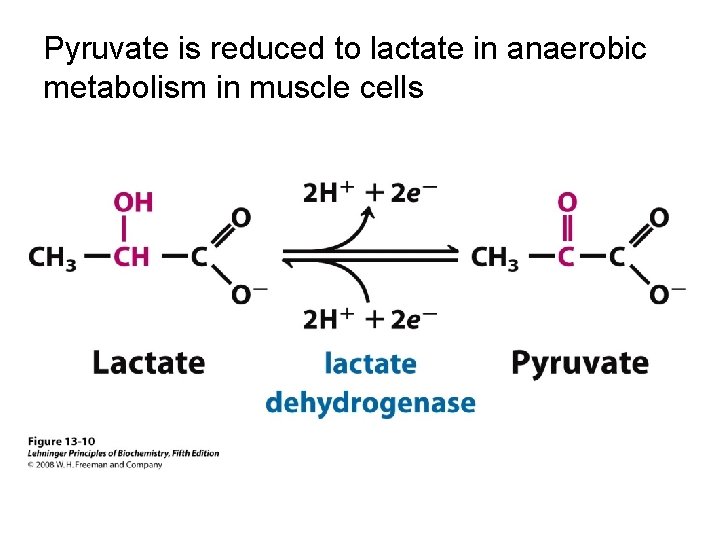 Pyruvate is reduced to lactate in anaerobic metabolism in muscle cells 