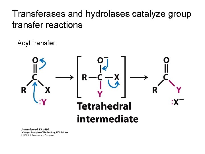 Transferases and hydrolases catalyze group transfer reactions Acyl transfer: 