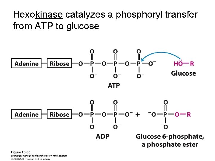 Hexokinase catalyzes a phosphoryl transfer from ATP to glucose 