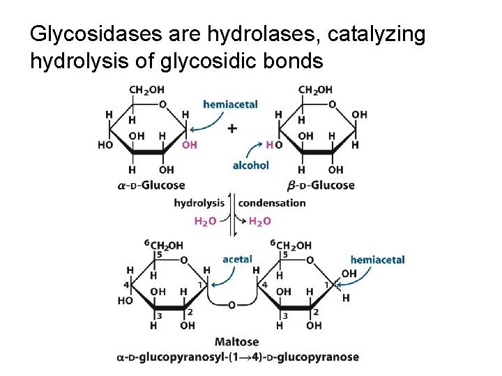 Glycosidases are hydrolases, catalyzing hydrolysis of glycosidic bonds 