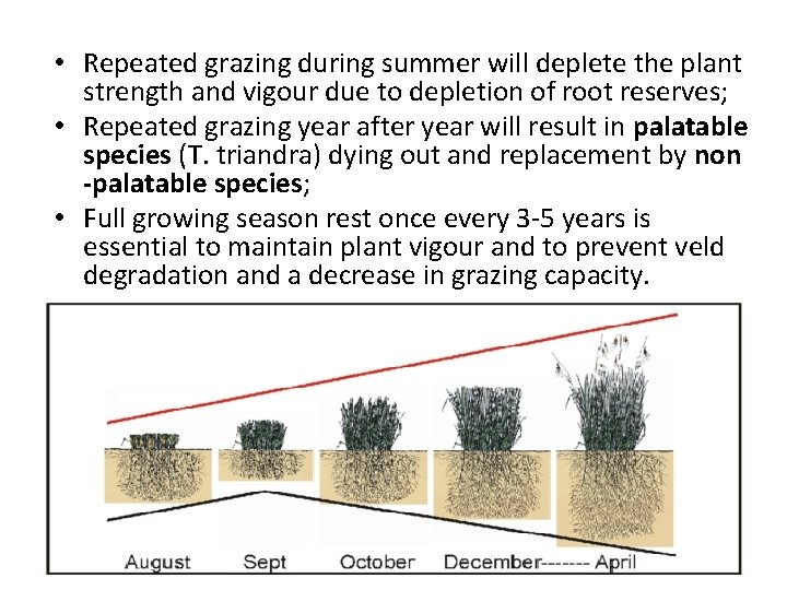  • Repeated grazing during summer will deplete the plant strength and vigour due