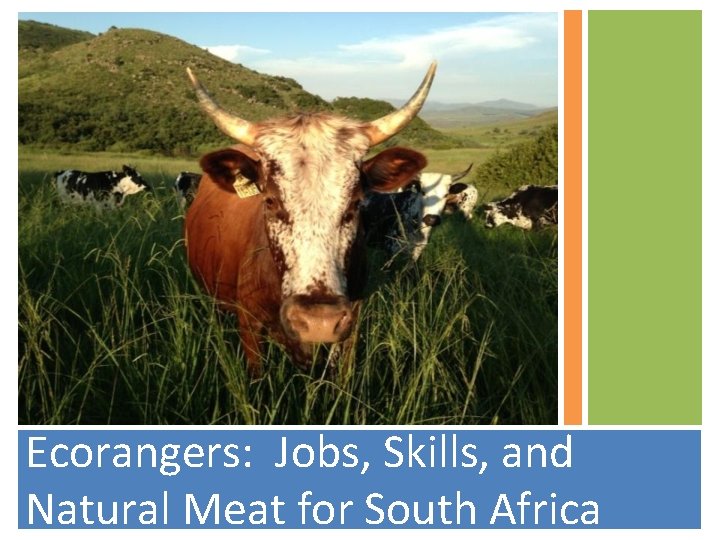 Ecorangers: Jobs, Skills, and Natural Meat for South Africa 