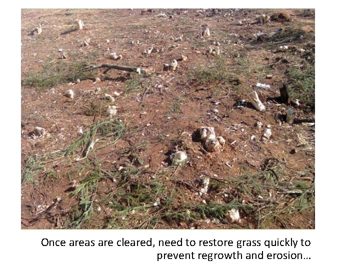 Once areas are cleared, need to restore grass quickly to prevent regrowth and erosion…