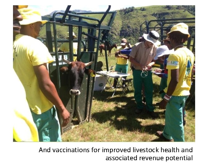 And vaccinations for improved livestock health and associated revenue potential 