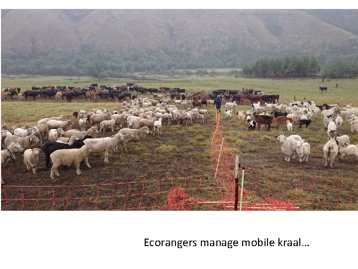Ecorangers manage mobile kraal… 