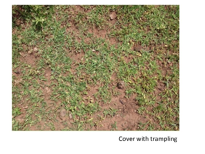 Cover with trampling 