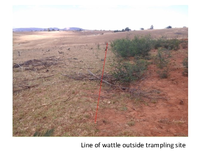 Line of wattle outside trampling site 