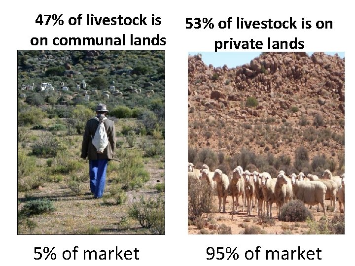 47% of livestock is on communal lands 5% of market 53% of livestock is