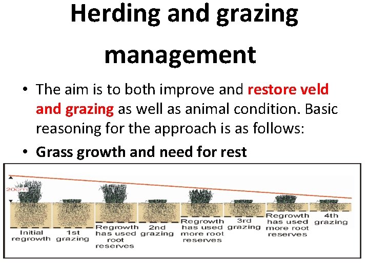 Herding and grazing management • The aim is to both improve and restore veld