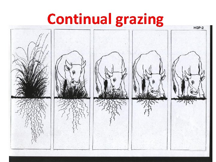 Continual grazing 