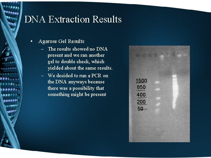 DNA Extraction Results • Agarose Gel Results – The results showed no DNA present
