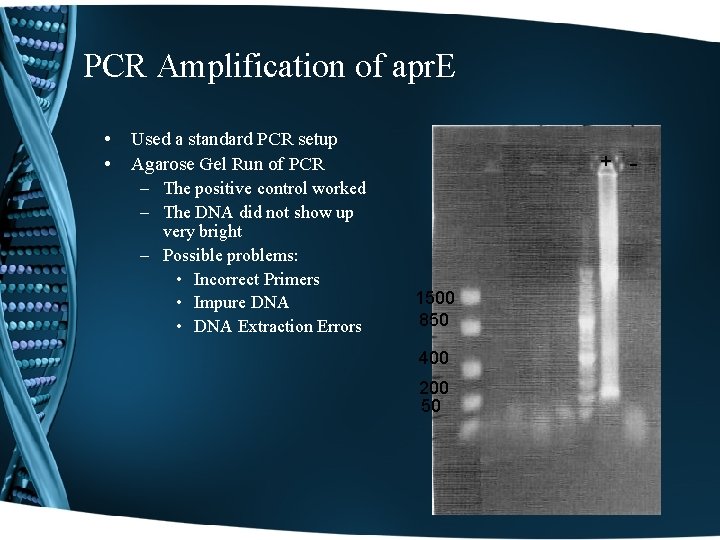 PCR Amplification of apr. E • • Used a standard PCR setup Agarose Gel
