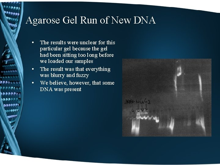 Agarose Gel Run of New DNA • • • The results were unclear for