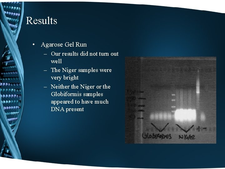 Results • Agarose Gel Run – Our results did not turn out well –